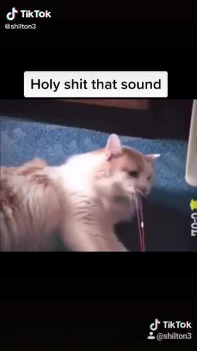 This cats scream