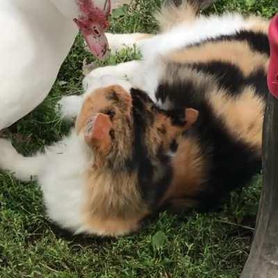 The ducks are giving Loki a makeover at Cedar Row Farm Sanctuary
