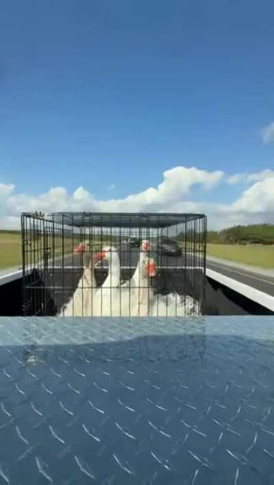 That was so close!! Now that's what I call duck reflexes.