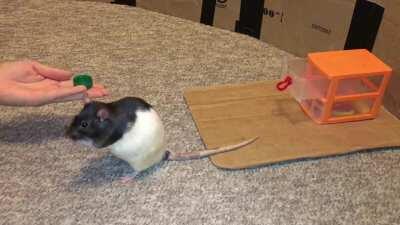 Berry Fetching from a Drawer