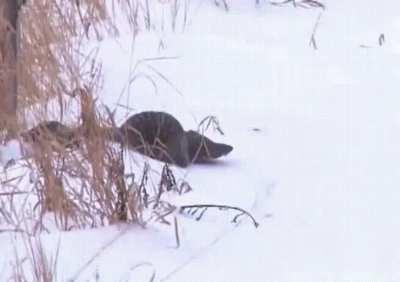 Wait that's the ground