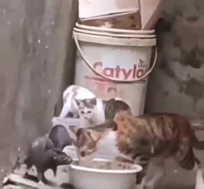 A lei da selva de pedra