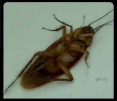 teamwork makes the dream work