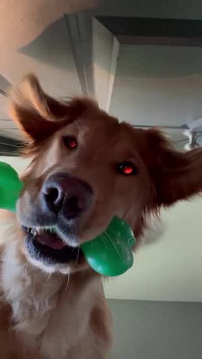 Slide a phone under the door, watch the doggo contemplate the mysteries of the universe.