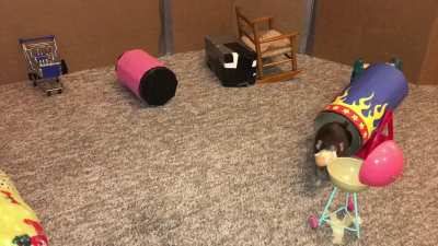 My talented pet rat Olive doing a fun combo agility + mini bbq course!