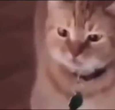 I don’t speak Wunkian but I get the gist