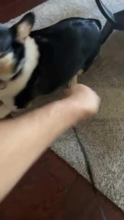 Rex likes to make me chase him around first before we go on a walk: