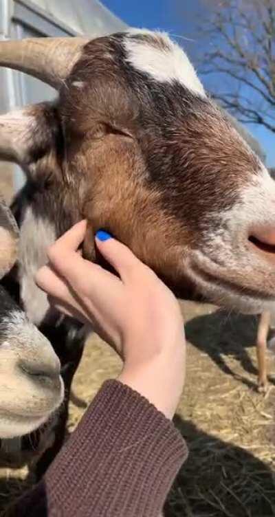 rescue goat snuggles❤️