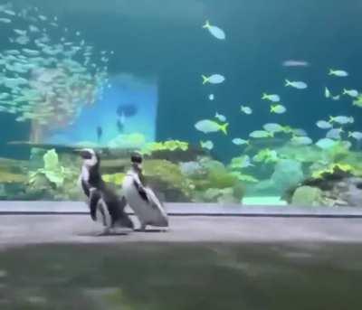 Aquarium's penguins continue exploring the empty aquarium during its closure.