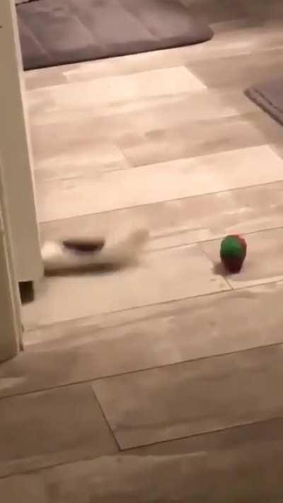 Ladies and gentlemen, I present to you… cat logic!