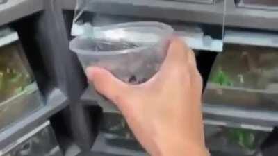 No ver si tienes aracnofobia