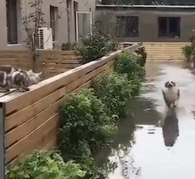 Cat dies inside after watching dog run on water.