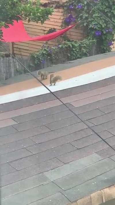 Jerk Squirrel tries to force himself onto another squirrel, and then celebrates after he throws her off the edge 😤