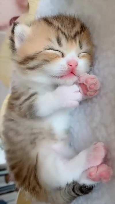 Squishbeans Saturday