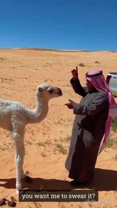 Baby camel wants to nurse
