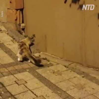 Tom and Jerry is close enough to Looney Tunes