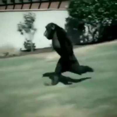 U N L E A S H T H E M O N K E Y