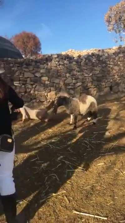 Animals can get theirs too