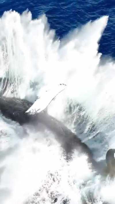 🔥Just A Humpback Whale Breaching...