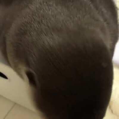 Otter enjoys being stroked