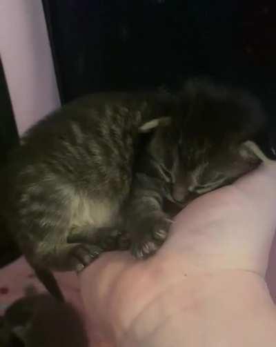 Little Lavender’s ears fluttering while she sleeps in my hand 🥺