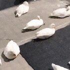 There's one in every crowd