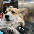 Here's my corgi snoozing in her backpack on the subway in NYC.