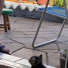 Kitty enjoying some live music in the evening.