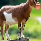 RJ Danish Sait - Salam walelum prands mai tumhari pyari Bakri...