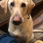 Good boy does the duck calls so his owner can focus on hunting