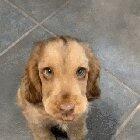 Puppy With Disney Eyes