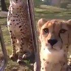 Cheetahs are the largest feline capable of meowing