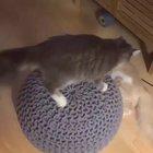 crazy, interesting cats