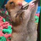 Just a cute hamster having a drink.