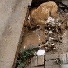 The hero dog saving puppies from the flood!