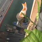 Cat has found the Highest Place