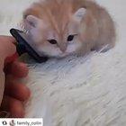 Was told this smol one belongs here