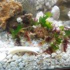 My graceful decorator crab monching some mussel in her fluffy seagrass pantaloons