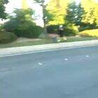 you ever walk your birds?