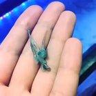 🔥 Blue baby octopus 🔥