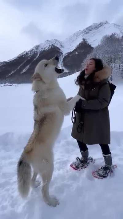 Howling with a Gigantic White Wolf