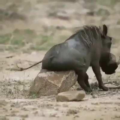 Itchy butt, this rock it's the best rock I love this rock! Credit: Lol, goes to Gustav Zeuner. (Audio)