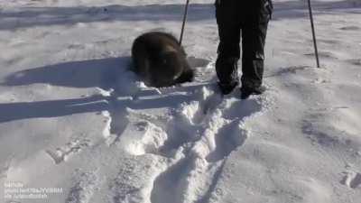 Big boye enjoys its first snow in Finland