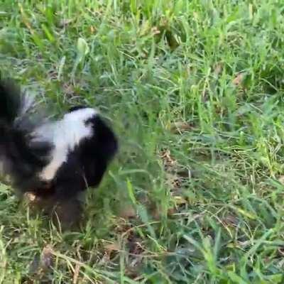 Baby's first time outside. ig: moonshine_wildlife_rehab