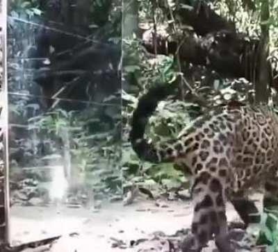 Wild animals reacting to a mirror