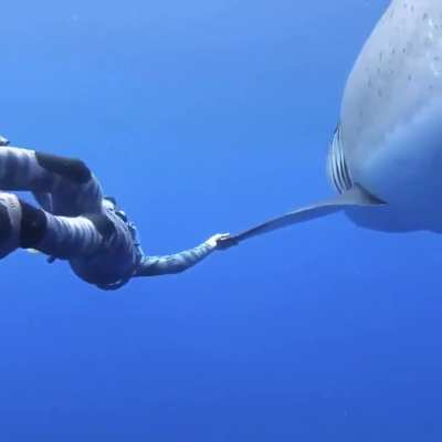 🔥 Biggest Great White Shark ever recorded near the island of Oahu, Hawaii