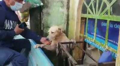 There are massive floods in southeast Mexico right now. These guys in a boat found a good boy who was cold, frightened, and clinging to a wall. Heroes...