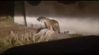 Mexican jaguar doing its part in the removal of invasive stray animals.