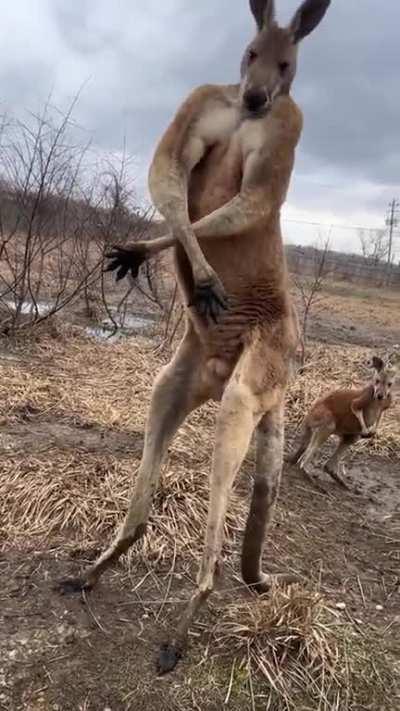 kangaroo flexing muscles to attract females