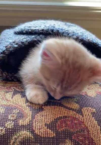 Kitty's first night in the slammer (Aka his first purrito)